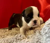 Daphne, a female English Bulldog for sale in Hinton, IA – 2 of 9