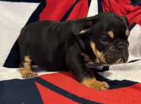 Michelangelo, a male English Bulldog for sale in Hinton, IA – 2 of 10