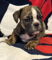 Inky, a female English Bulldog for sale in Hinton, IA – 7 of 10