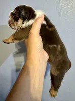 Crunch, a male English Bulldog for sale in Hinton, IA – 2 of 4