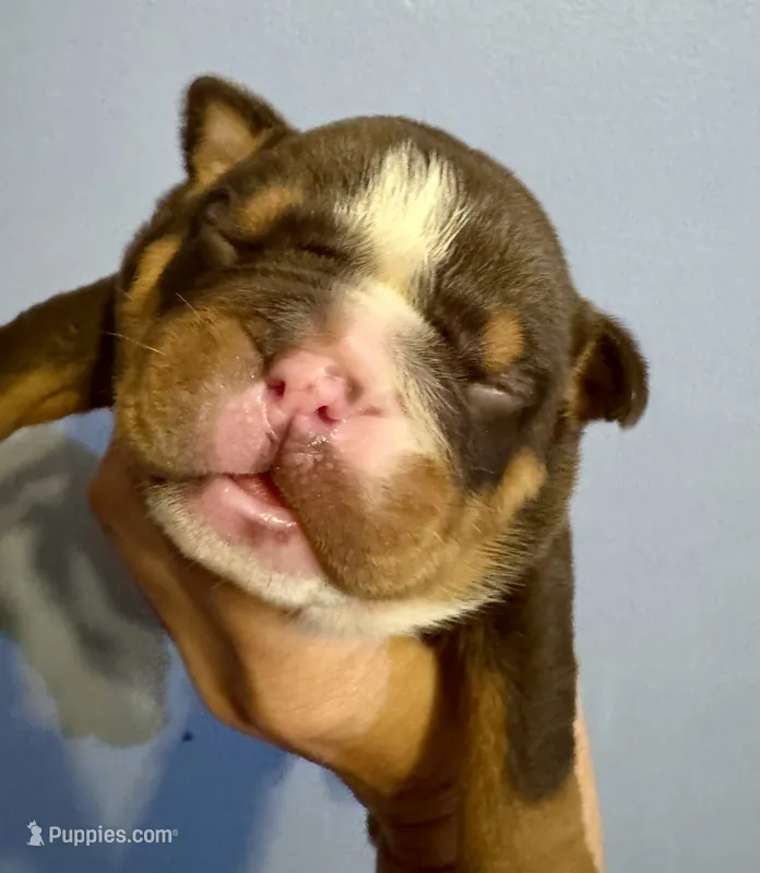 Rolo – English Bulldog puppy for sale in Hinton, IA