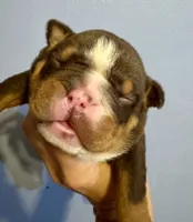 Rolo, a male English Bulldog for sale in Hinton, IA – 1 of 4