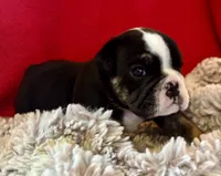 Shaggy, a male English Bulldog for sale in Hinton, IA – 2 of 7