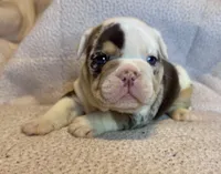 Louis, a male English Bulldog for sale in Hinton, IA – 4 of 9