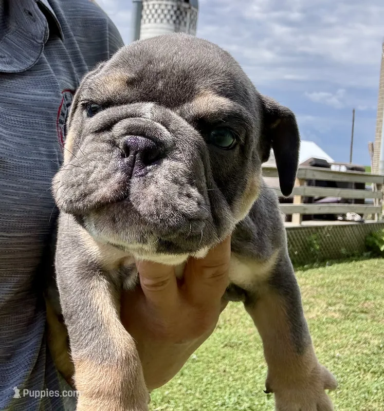 Rafael – English Bulldog puppy for sale in Hinton, IA