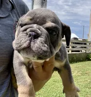 Rafael, a male English Bulldog for sale in Hinton, IA – 1 of 8