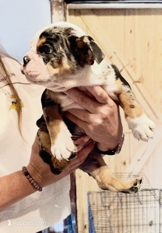 Skittles – English Bulldog puppy for sale in Hinton, IA