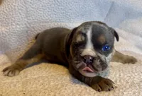 Armani, a female English Bulldog for sale in Hinton, IA – 7 of 10