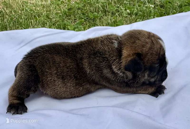 Clyde – English Bulldog puppy for sale in Hinton, IA