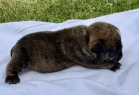 Clyde, a male English Bulldog for sale in Hinton, IA – 1 of 3