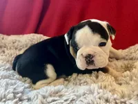  Velma, a female English Bulldog for sale in Hinton, IA – 4 of 7