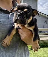Michelangelo, a male English Bulldog for sale in Hinton, IA – 1 of 4