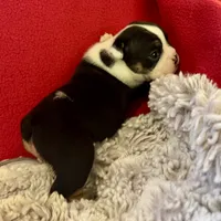Fred, a male English Bulldog for sale in Hinton, IA – 10 of 10