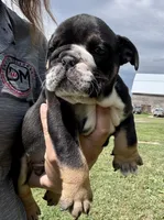 Donatello, a male English Bulldog for sale in Hinton, IA – 2 of 8