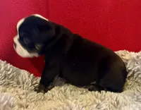Shaggy, a male English Bulldog for sale in Hinton, IA – 6 of 7
