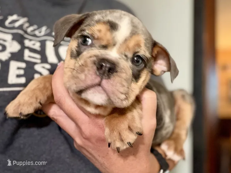 Versace – English Bulldog puppy for sale in Hinton, IA