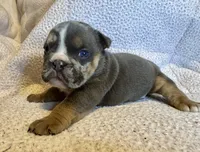 Armani, a female English Bulldog for sale in Hinton, IA – 10 of 10