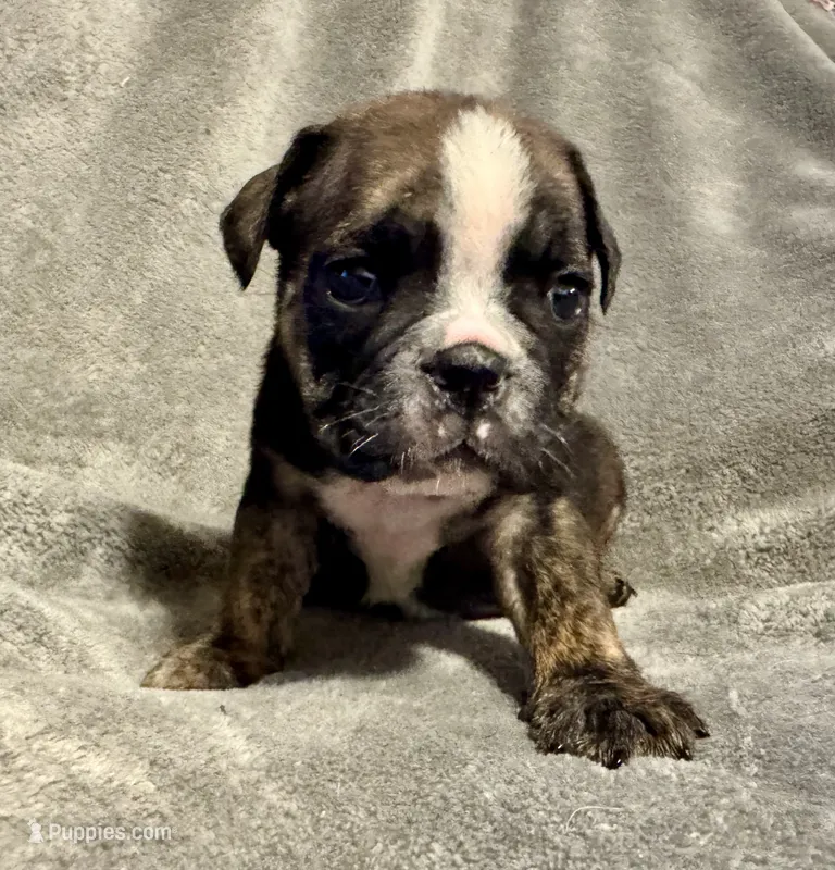Inky – English Bulldog puppy for sale in Hinton, IA