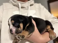UNO, a male English Bulldog for sale in Hinton, IA – 3 of 4