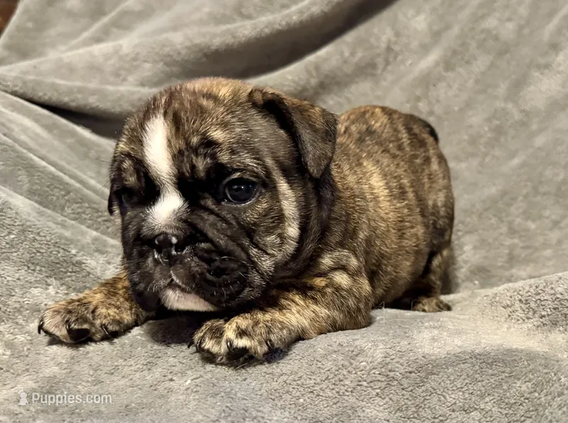 Clyde – English Bulldog puppy for sale in Hinton, IA