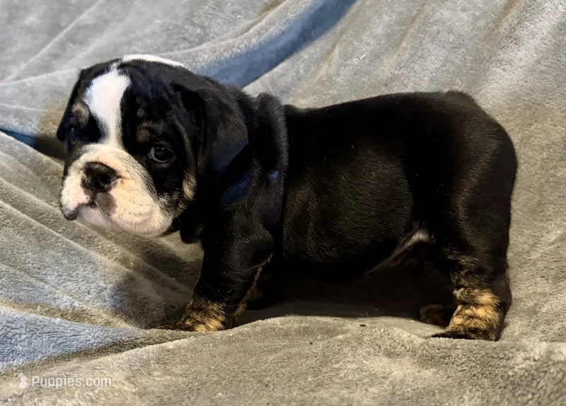 Shaggy – English Bulldog puppy for sale in Hinton, IA