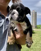Donatello, a male English Bulldog for sale in Hinton, IA – 4 of 8