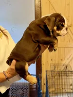 Reeses, a male English Bulldog for sale in Hinton, IA – 4 of 8