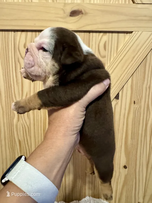 Reeses – English Bulldog puppy for sale in Hinton, IA