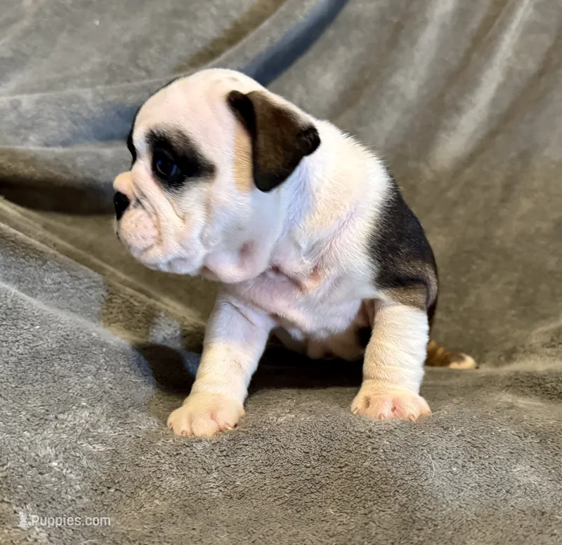 Daphne – English Bulldog puppy for sale in Hinton, IA