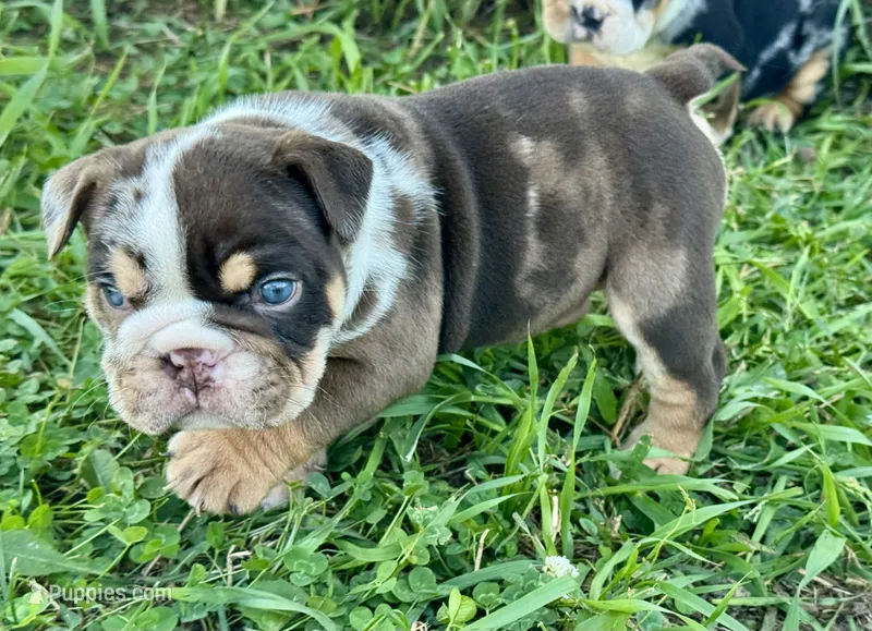 Crunch – English Bulldog puppy for sale in Hinton, IA