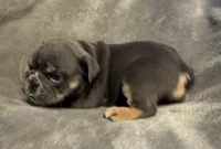 Rafael, a male English Bulldog for sale in Hinton, IA – 2 of 4