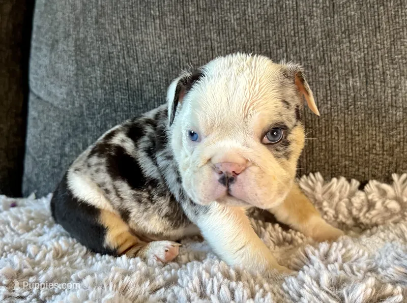 Kristoff – English Bulldog puppy for sale in Hinton, IA