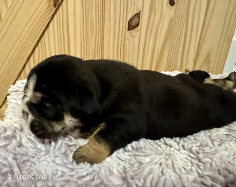 Tootsie – English Bulldog puppy for sale in Hinton, IA