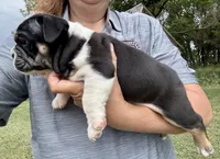 Fred, a male English Bulldog for sale in Hinton, IA – 4 of 7