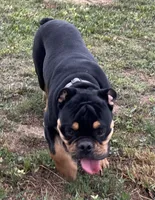 Rubble, a male English Bulldog for sale in Hinton, IA – 4 of 8