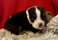 Fred, a male English Bulldog for sale in Hinton, IA – 4 of 10