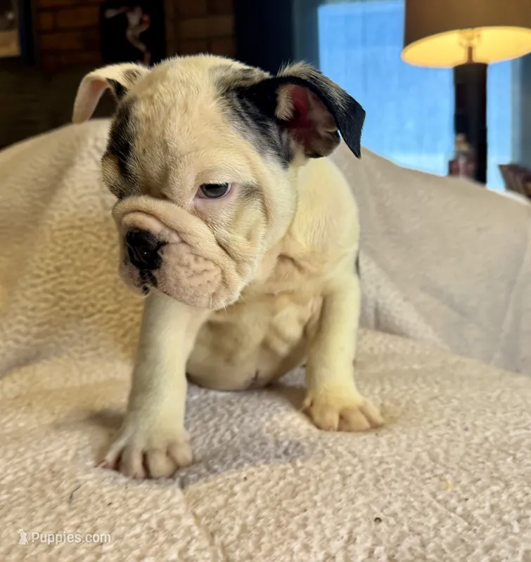 Snickers – English Bulldog puppy for sale in Hinton, IA