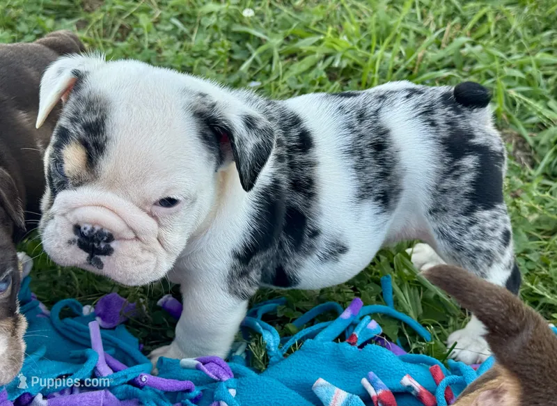 Snickers – English Bulldog puppy for sale in Hinton, IA