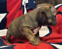 Inky, a female English Bulldog for sale in Hinton, IA – 2 of 10