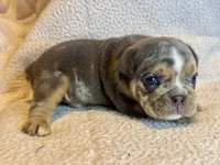 Versace, a male English Bulldog for sale in Hinton, IA – 7 of 10