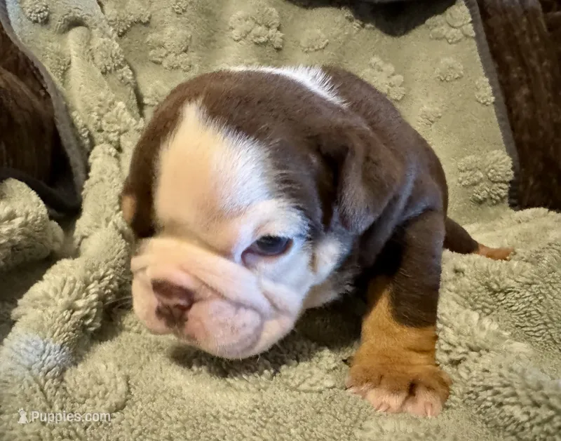 Reeses – English Bulldog puppy for sale in Hinton, IA