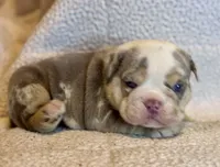 Gucci, a male English Bulldog for sale in Hinton, IA – 4 of 10