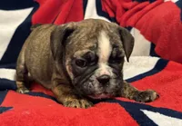 Inky, a female English Bulldog for sale in Hinton, IA – 4 of 10