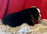 Shaggy, a male English Bulldog for sale in Hinton, IA – 7 of 7