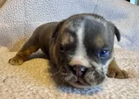 Armani, a female English Bulldog for sale in Hinton, IA – 9 of 10