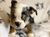 Skittles, a female English Bulldog for sale in Hinton, IA – 4 of 8