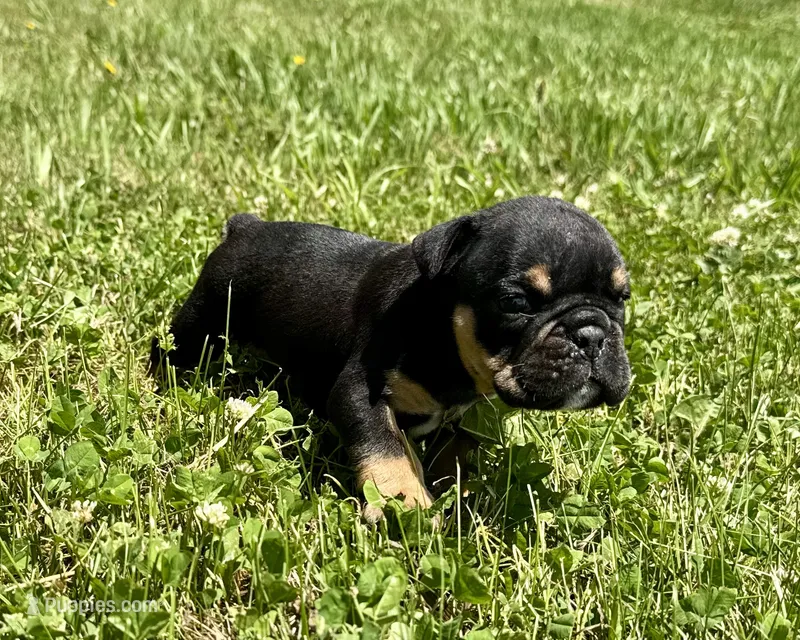 Michelangelo – English Bulldog puppy for sale in Hinton, IA