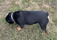 Rubble, a male English Bulldog for sale in Hinton, IA – 8 of 8