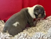 Scooby, a male English Bulldog for sale in Hinton, IA – 4 of 8