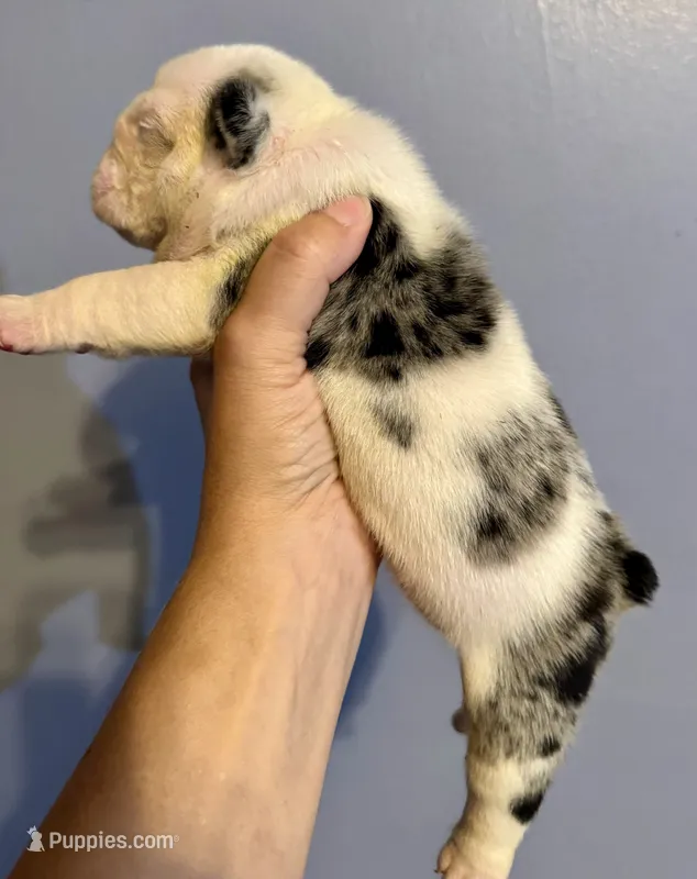 Snickers – English Bulldog puppy for sale in Hinton, IA